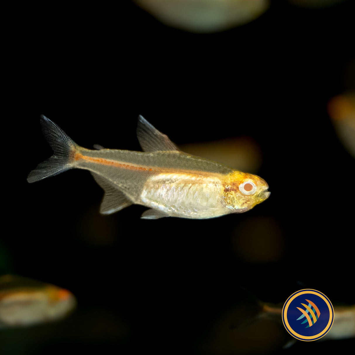 Albino Glowlight Tetra (Hemigrammus erythrozonus) | Tetras Rasboras & Pencilfish | Largest Tropical Fish Selection at Your Local Fish Store