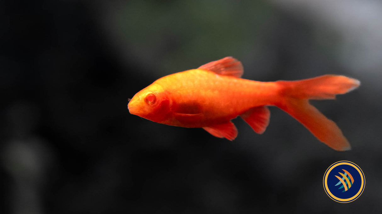 Albino Longfin Cherry Barb (Puntius titteya var. albino) 2-4cm | Goldfish Barbs & Minnows | Largest Tropical Fish Selection at Your Local Fish Store