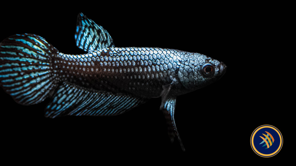 Alien Betta Male | Bettas | Largest Tropical Fish Selection at Your Local Fish Store
