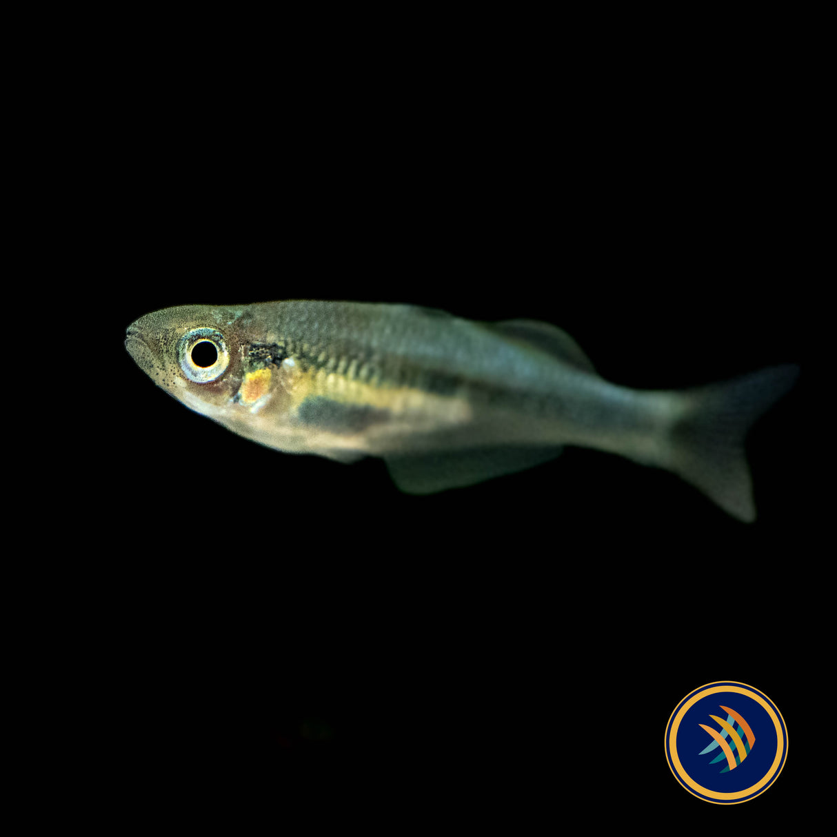 Alleni Rainbowfish (Chilatherina alleni) 3-4cm | Rainbowfish Killifish & Danios | Largest Tropical Fish Selection at Your Local Fish Store