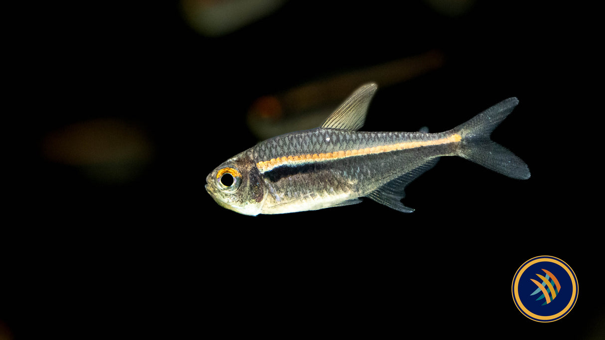 Amapá Tetra (Hyphessobrycon amapaensis) Med-Large | Tetras Rasboras & Pencilfish | Largest Tropical Fish Selection at Your Local Fish Store