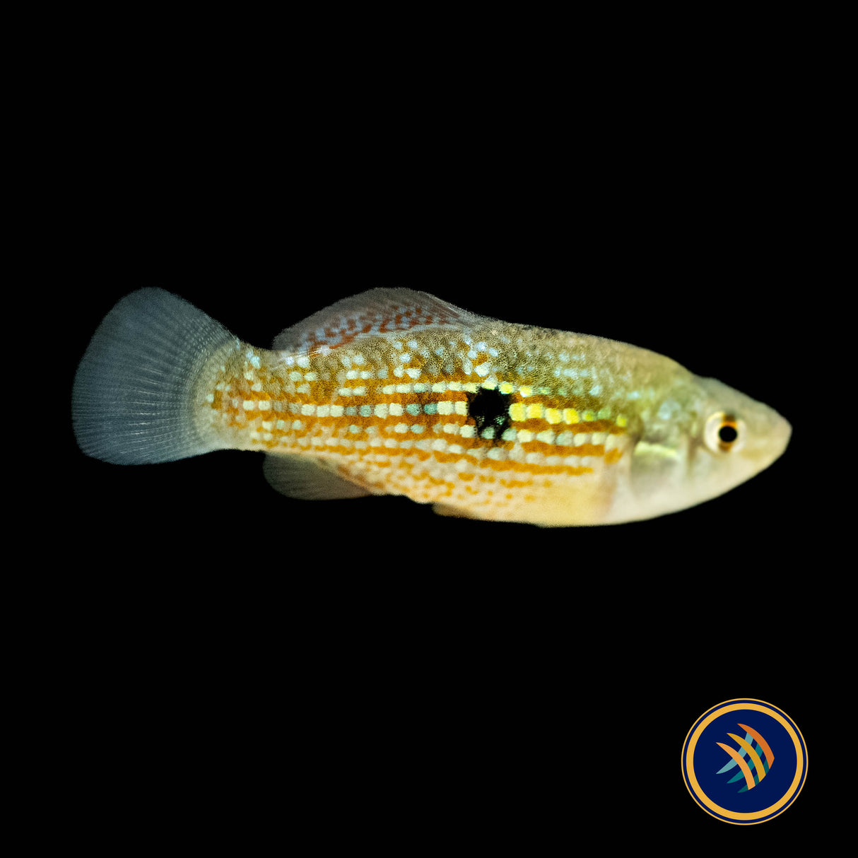 American Flagfish (Jordanella floridae) 4.5cm | Rainbowfish Killifish & Danios | Largest Tropical Fish Selection at Your Local Fish Store