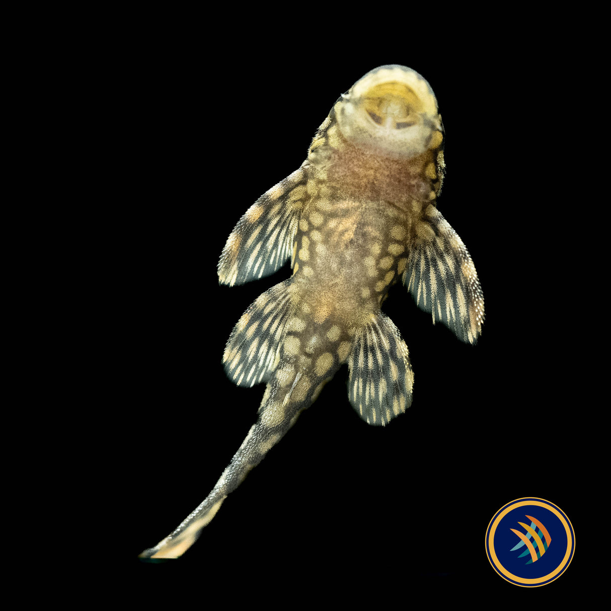 Ancistrus Wabenmuster Pleco (PlecoCeramics) | Catfish Loaches & Plecos | Largest Tropical Fish Selection at Your Local Fish Store