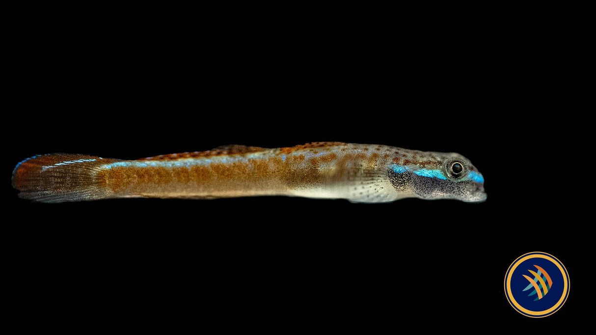 Annie’s Dwarf Goby (Stiphodon annieae) 3-4cm | Other Livestock | Largest Tropical Fish Selection at Your Local Fish Store
