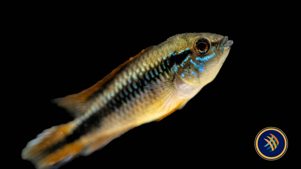 Apistogramma Agassizii "Double Red" 5cm | Cichlids Badis & Gouramis | Largest Tropical Fish Selection at Your Local Fish Store