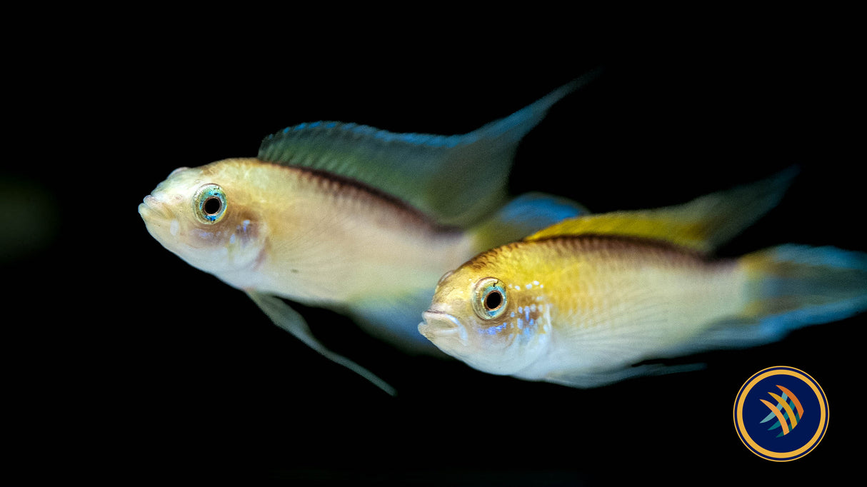 Apistogramma Agassizi "Fire Red" | Cichlids Badis & Gouramis | Largest Tropical Fish Selection at Your Local Fish Store