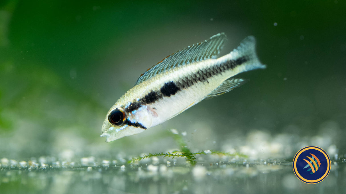 Apistogramma Iniridae (Aquarium Glaser) | Cichlids Badis & Gouramis | Largest Tropical Fish Selection at Your Local Fish Store