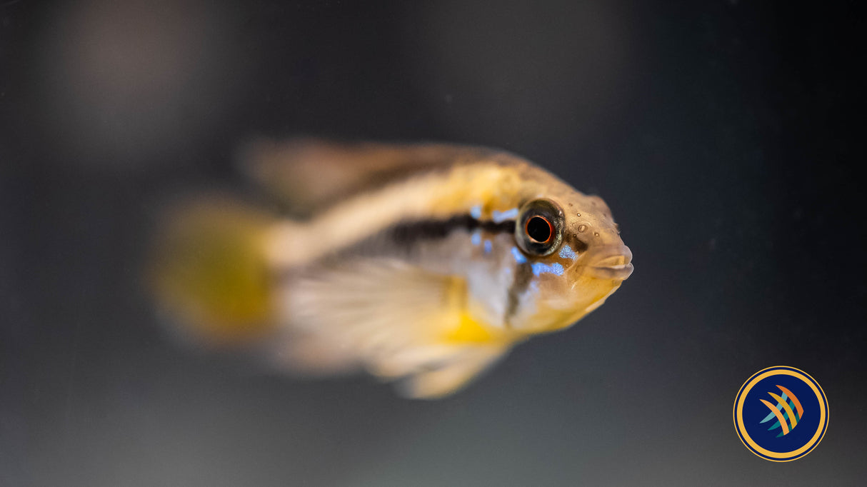 Apistogramma Macmasteri Pairs | Cichlids Badis & Gouramis | Largest Tropical Fish Selection at Your Local Fish Store