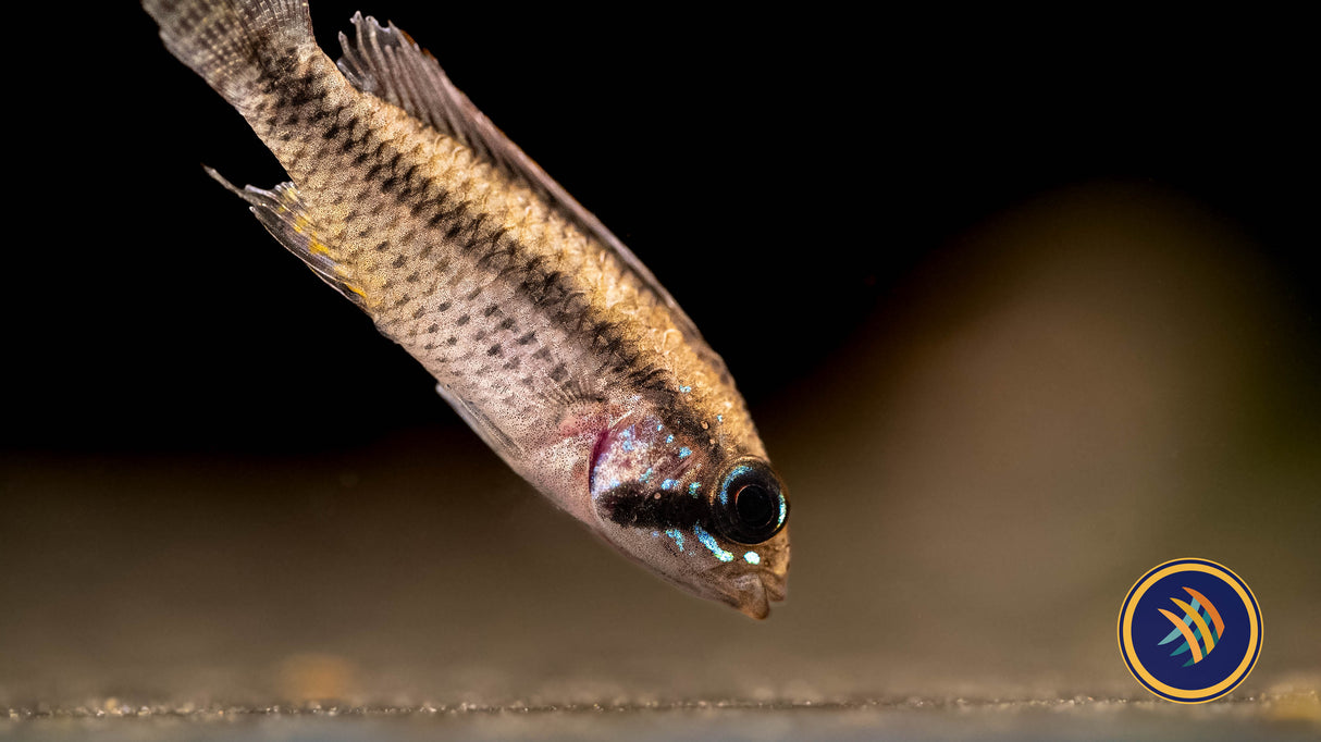 Apistogramma Psammophila | Cichlids Badis & Gouramis | Largest Tropical Fish Selection at Your Local Fish Store