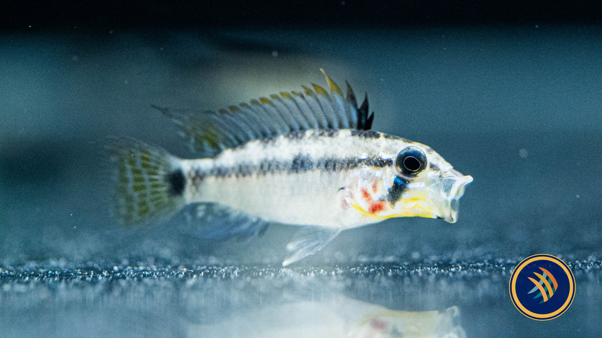 Apistogramma Viejita III 2cm-4cm | Cichlids Badis & Gouramis | Largest Tropical Fish Selection at Your Local Fish Store