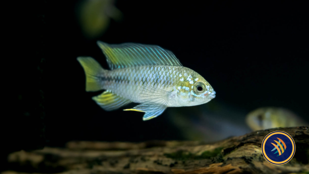 Apistogramma Borelli Opal Pairs 2.5-4cm | Cichlids Badis & Gouramis | Largest Tropical Fish Selection at Your Local Fish Store
