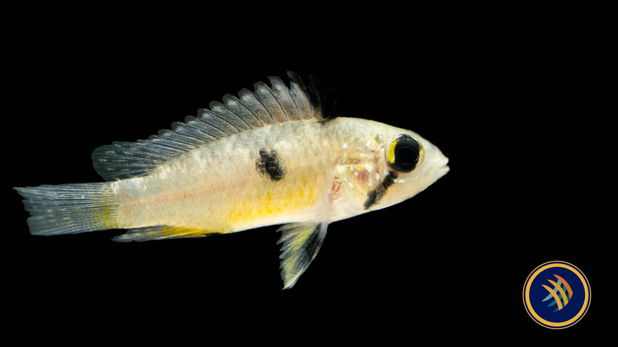Apistogramma Hongsloi | Cichlids Badis & Gouramis | Largest Tropical Fish Selection at Your Local Fish Store