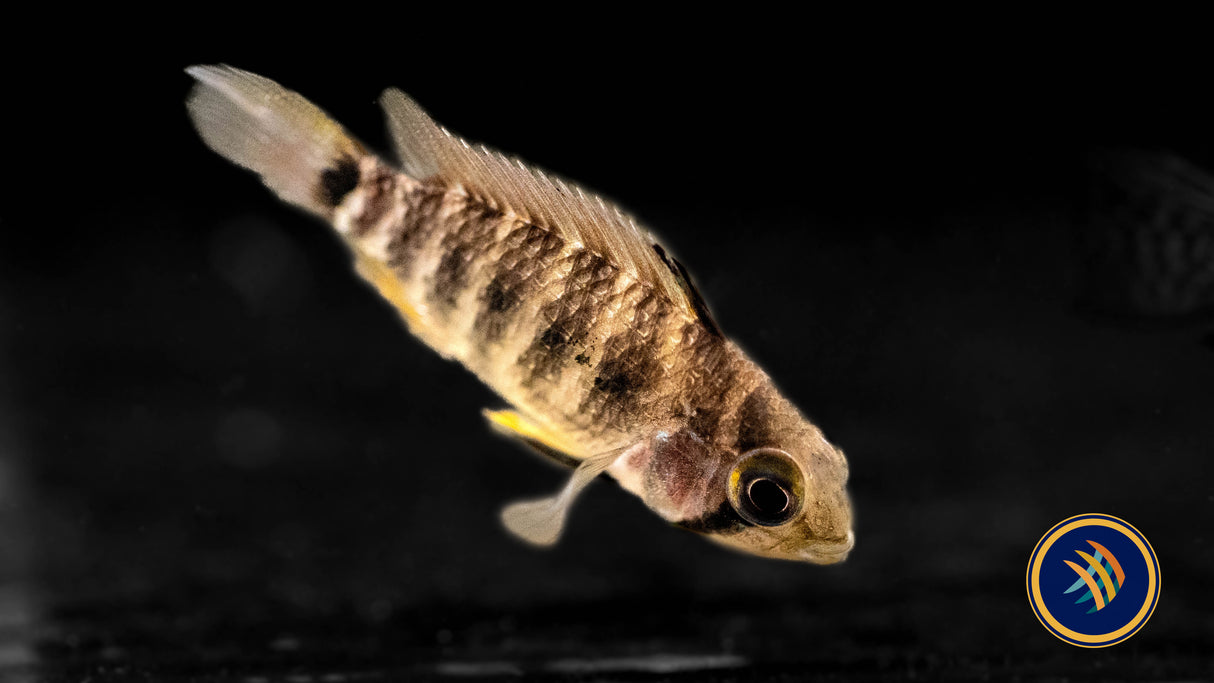 Apistogramma Lineata 5-7cm | Cichlids Badis & Gouramis | Largest Tropical Fish Selection at Your Local Fish Store