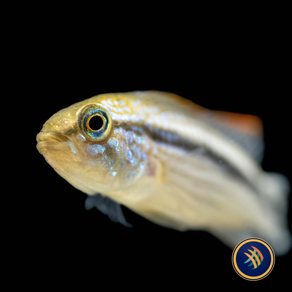 Apistogramma Agassizii "Tefe" Red Back Pairs 2-3cm | Cichlids Badis & Gouramis | Largest Tropical Fish Selection at Your Local Fish Store