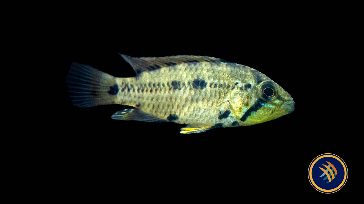 Apistogramma sp. D50 4cm-6.5cm | Cichlids Badis & Gouramis | Largest Tropical Fish Selection at Your Local Fish Store