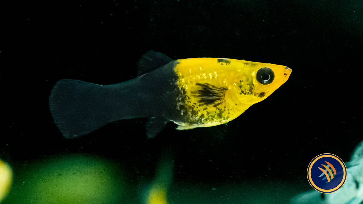 Premium Assorted Sailfin Molly | Livebearers | Largest Tropical Fish Selection at Your Local Fish Store