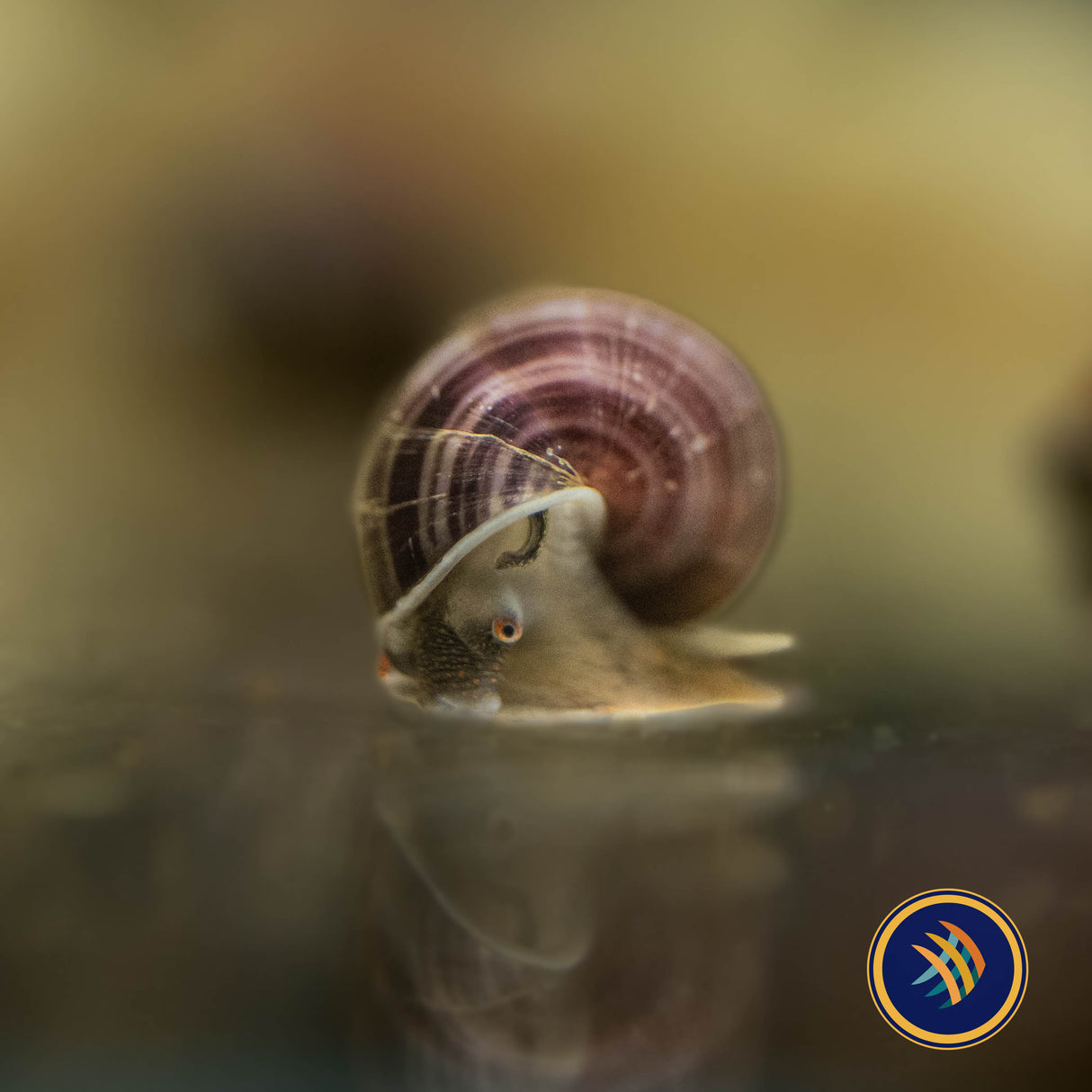 Mystery Snails | Snails Shrimp Crayfish Crabs | Largest Tropical Fish Selection at Your Local Fish Store