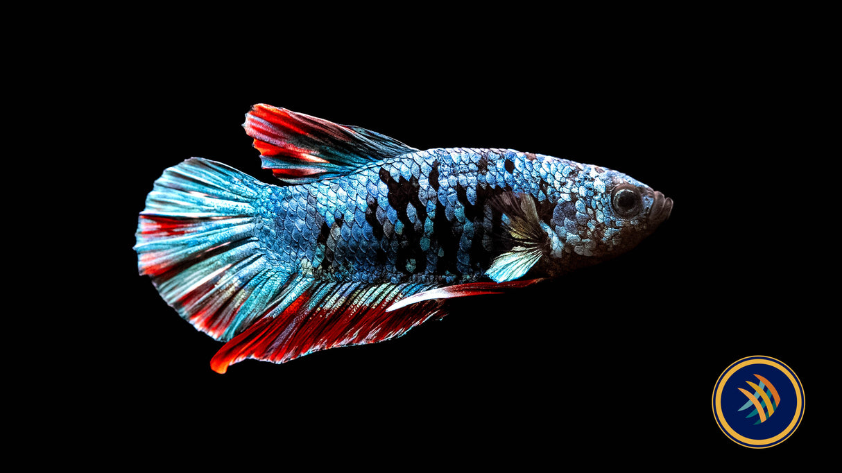 Betta Avatar Nebula Male HMPK | Bettas | Largest Tropical Fish Selection at Your Local Fish Store