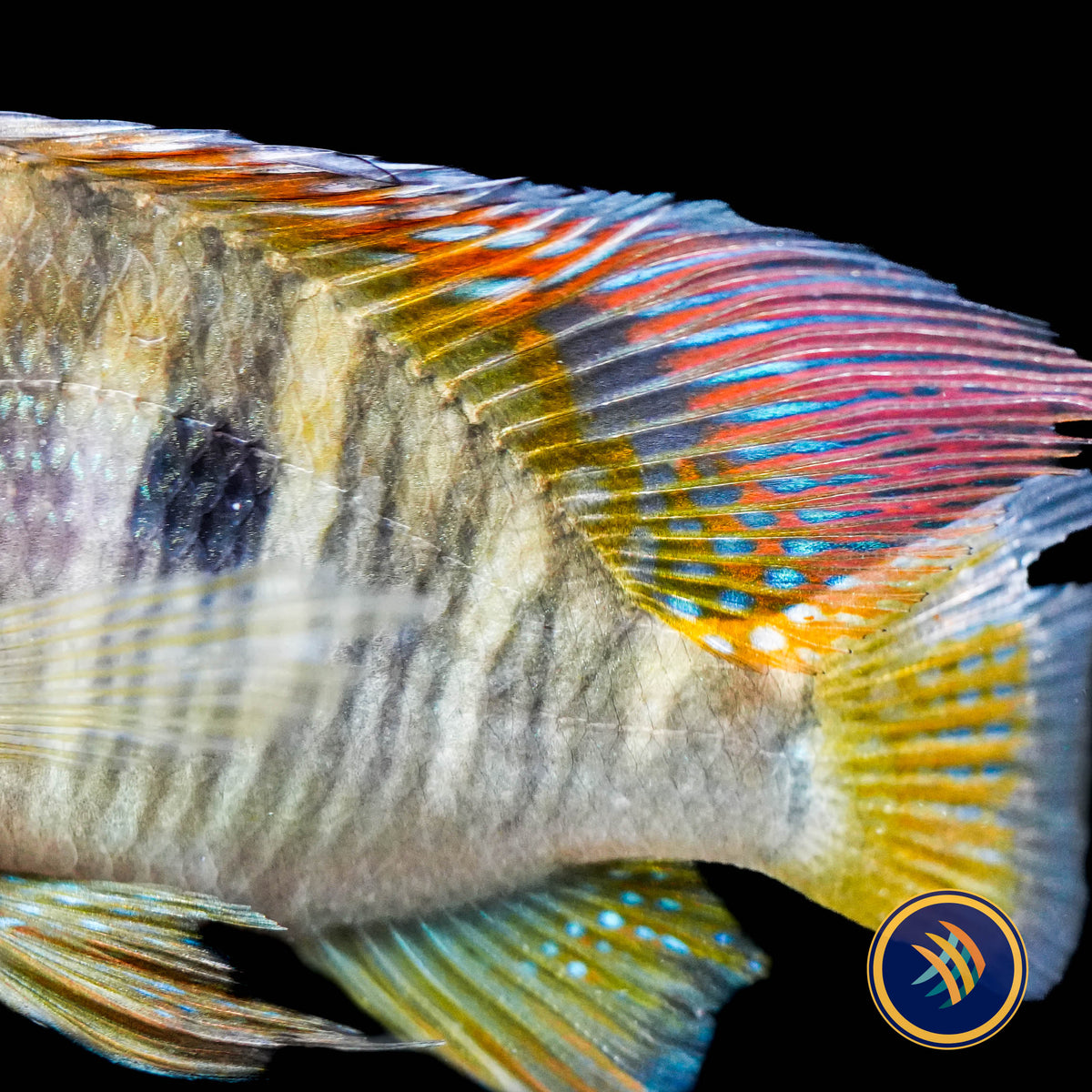 Balzani Eartheater (Gymnogeophagus balzanii)