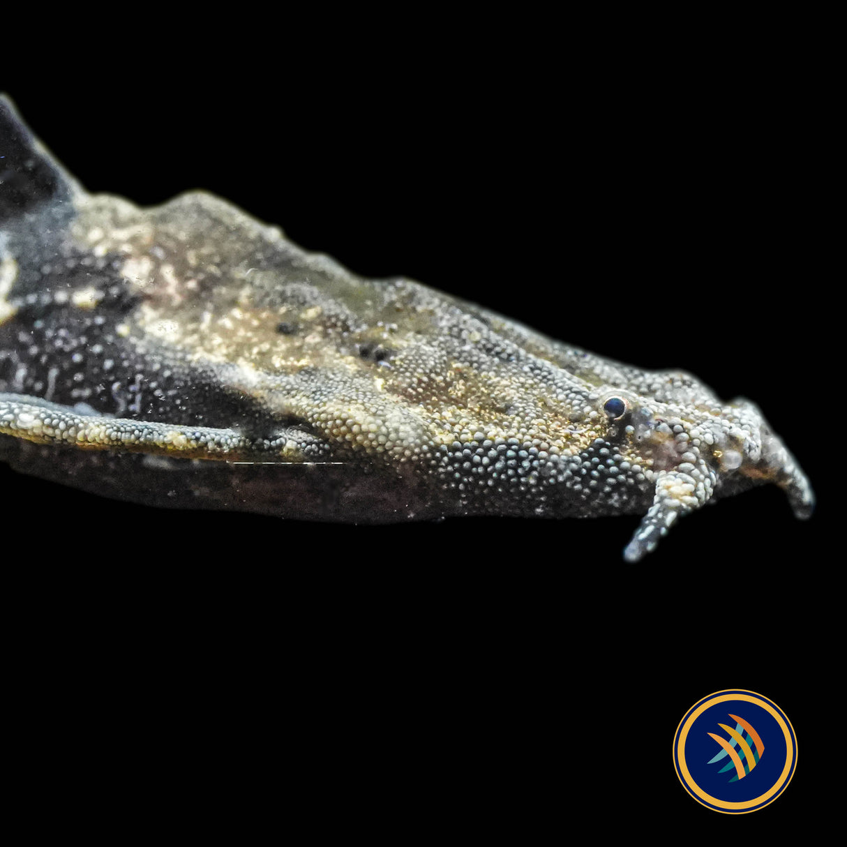 Banjo Catfish (Bunocephalus coracoideus) 4-6cm
