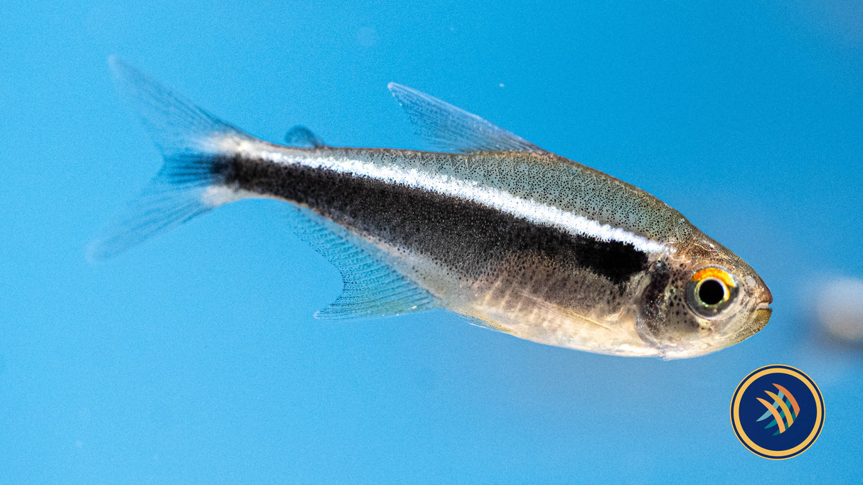 Black Neon Tetra (Hyphessobrycon herbertaxelrodi) 1.8-2cm | Tetras Rasboras & Pencilfish | Largest Tropical Fish Selection at Your Local Fish Store