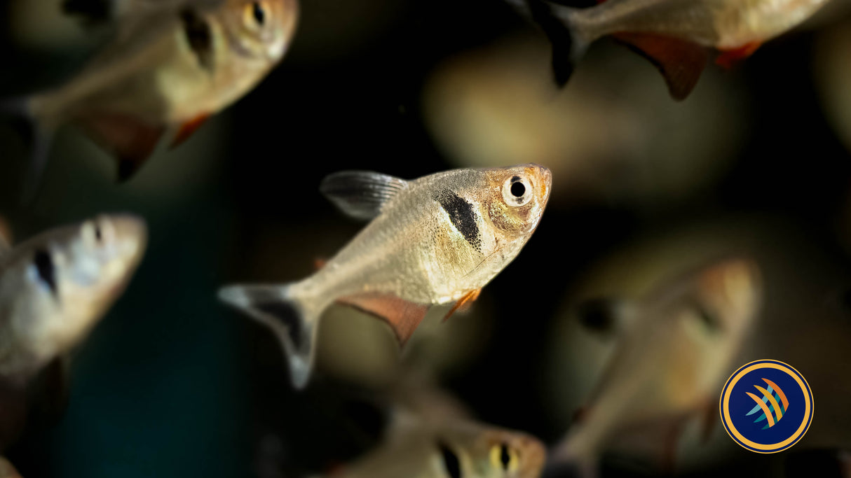 Black Phantom Tetra 3-4cm | Tetras Rasboras & Pencilfish | Largest Tropical Fish Selection at Your Local Fish Store
