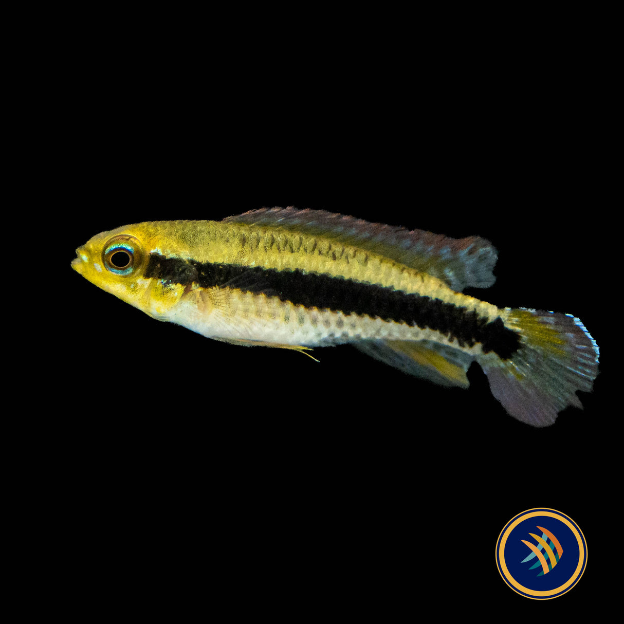 Black Stripe Dwarf Cichlid "Alenquer" Pairs Taeniacara candidi 2cm | Cichlids Badis & Gouramis | Largest Tropical Fish Selection at Your Local Fish Store