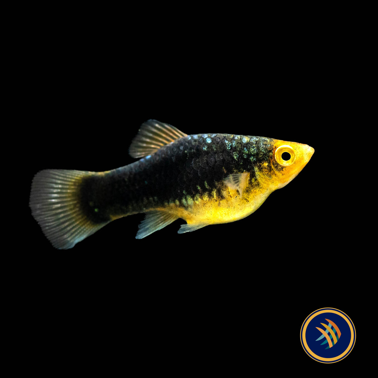 Black Variatus Platy (Xiphophorus variatus) 4cm | Livebearers | Largest Tropical Fish Selection at Your Local Fish Store