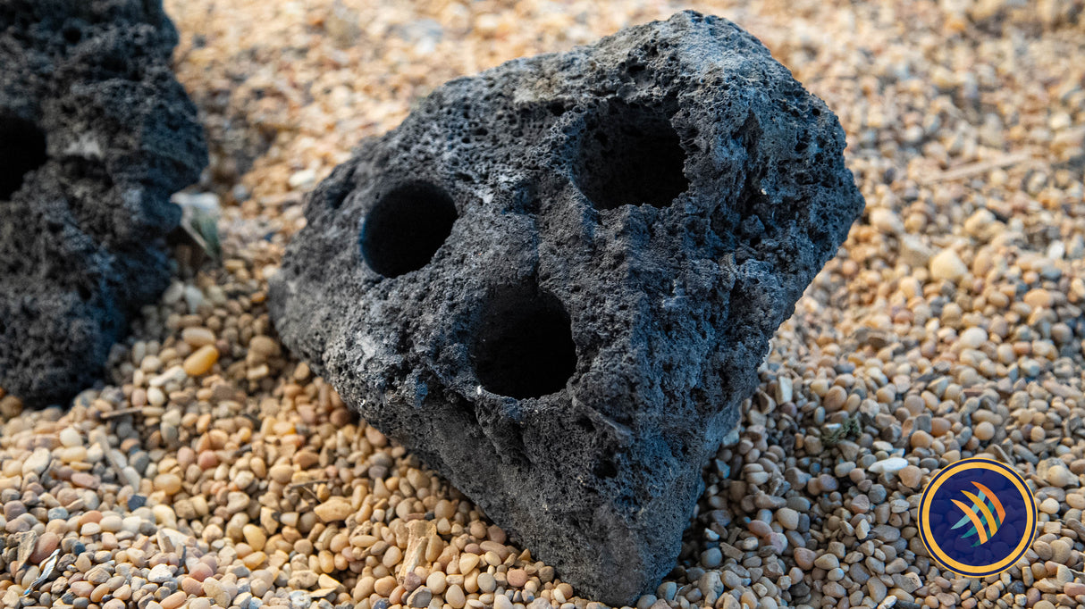 Black Lava Rock Drilled (per piece) | Substrates & Hardscape | Largest Tropical Fish Selection at Your Local Fish Store