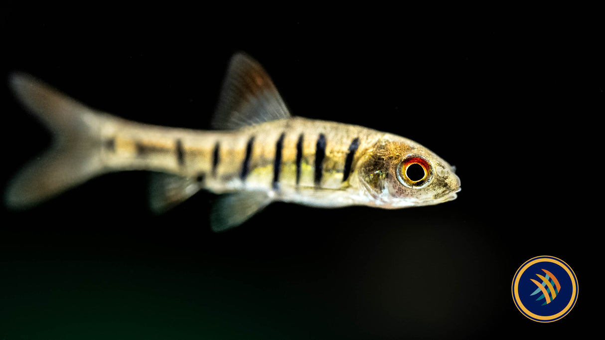 Blue Barred Barb ('Barbus' Faciolatus) | Goldfish Barbs & Minnows | Largest Tropical Fish Selection at Your Local Fish Store