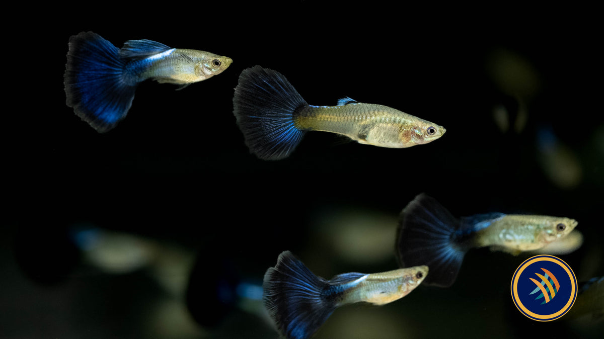 Fancy Guppy Pair Blue Diamond | Livebearers | Largest Tropical Fish Selection at Your Local Fish Store