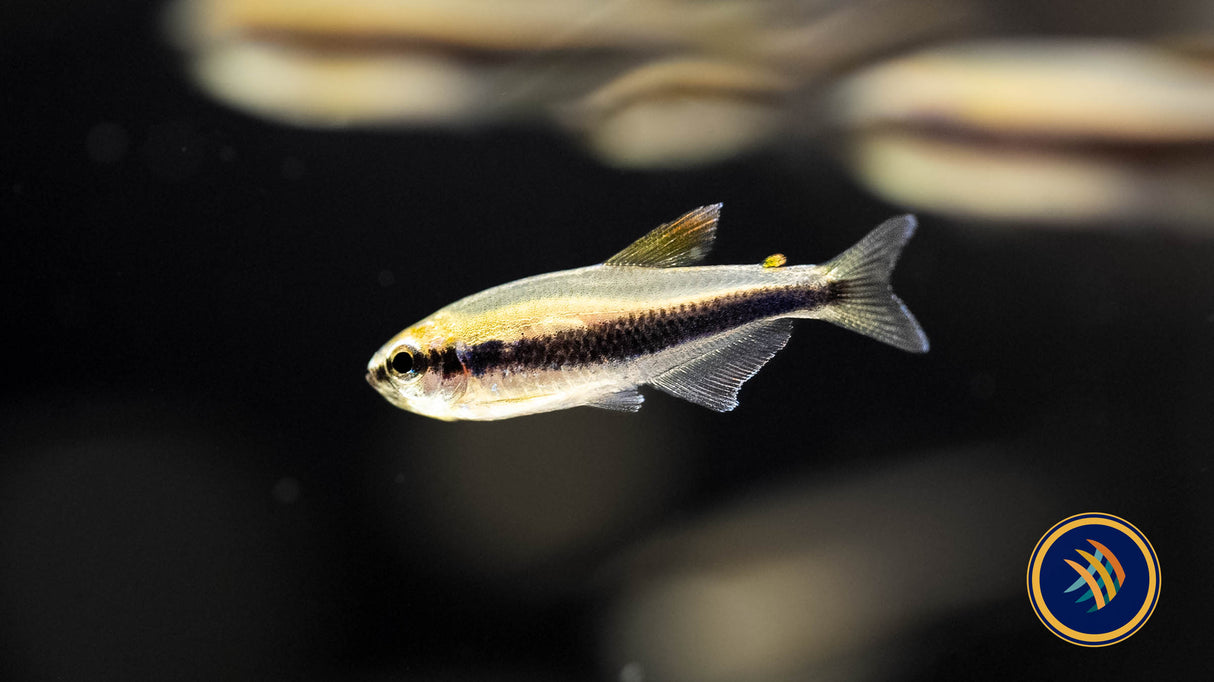 Blue Kerri Emperor Tetra 2.3-2.5cm | Tetras Rasboras & Pencilfish | Largest Tropical Fish Selection at Your Local Fish Store