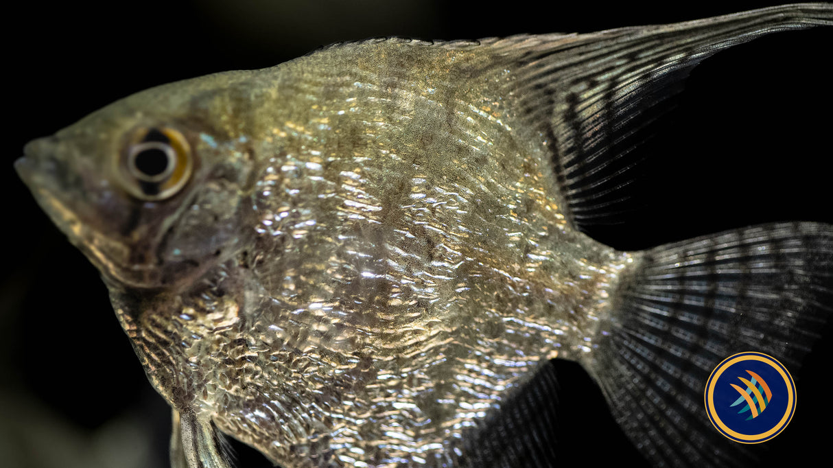 Blue Leopard Angelfish (Pterophyllum scalare) 6-7cm | Cichlids Badis & Gouramis | Largest Tropical Fish Selection at Your Local Fish Store