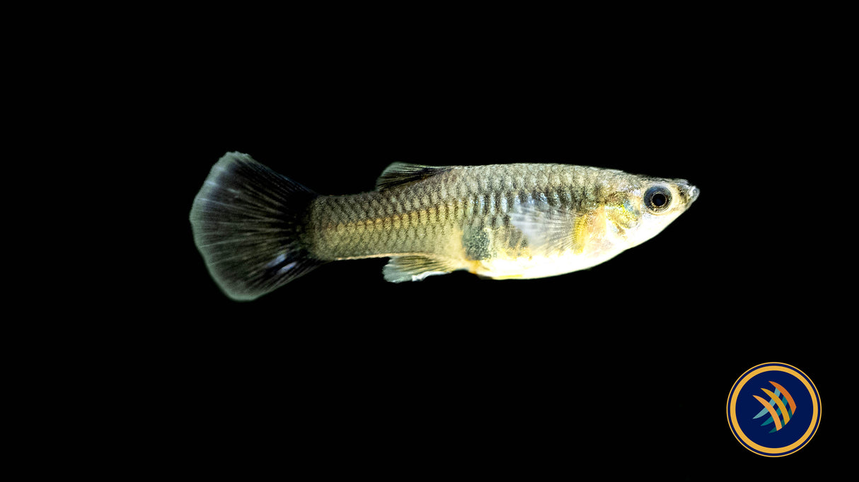 Fancy Guppy Pair Blue Moscow | Livebearers | Largest Tropical Fish Selection at Your Local Fish Store