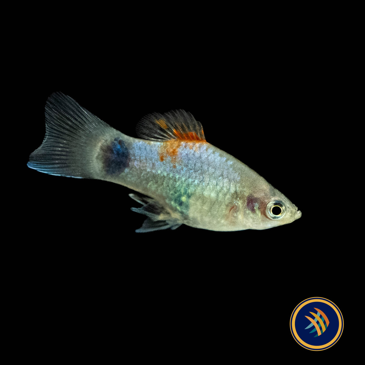 Blue Butterfly Moon Platy (Xiphophorus maculatus) (Large) Aquarium Glaser | Livebearers | Largest Tropical Fish Selection at Your Local Fish Store
