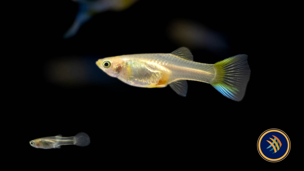 Blue Double Sword Guppy Pair (locally bred) | Livebearers | Largest Tropical Fish Selection at Your Local Fish Store