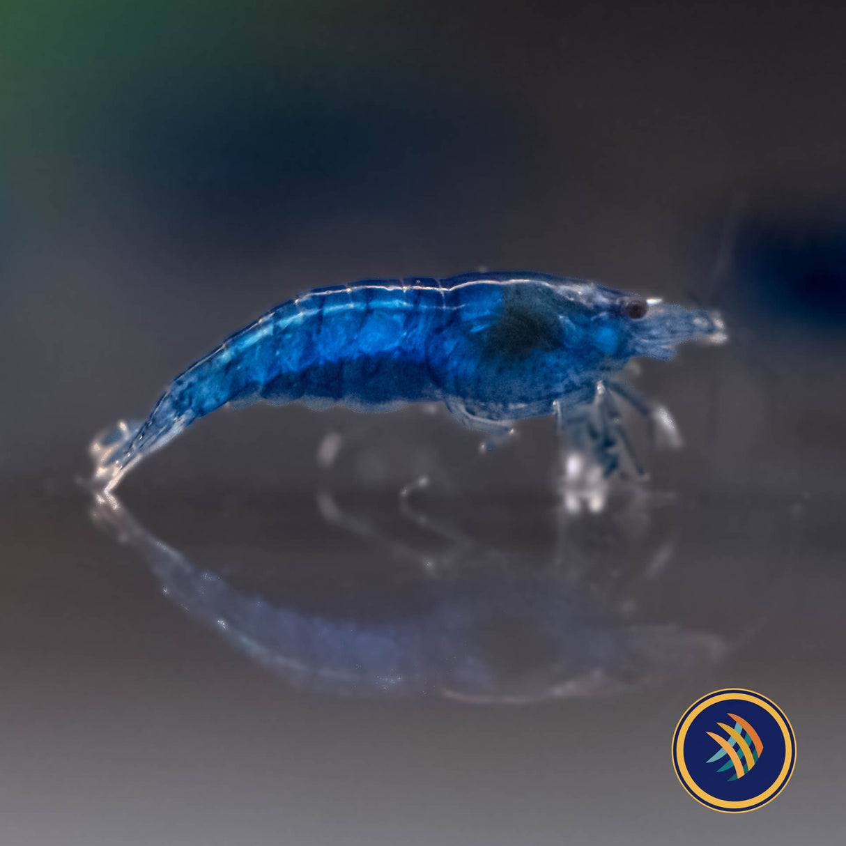 Blue Dream Shrimp (Neocaridina davidi) | Snails Shrimp Crayfish Crabs | Largest Tropical Fish Selection at Your Local Fish Store