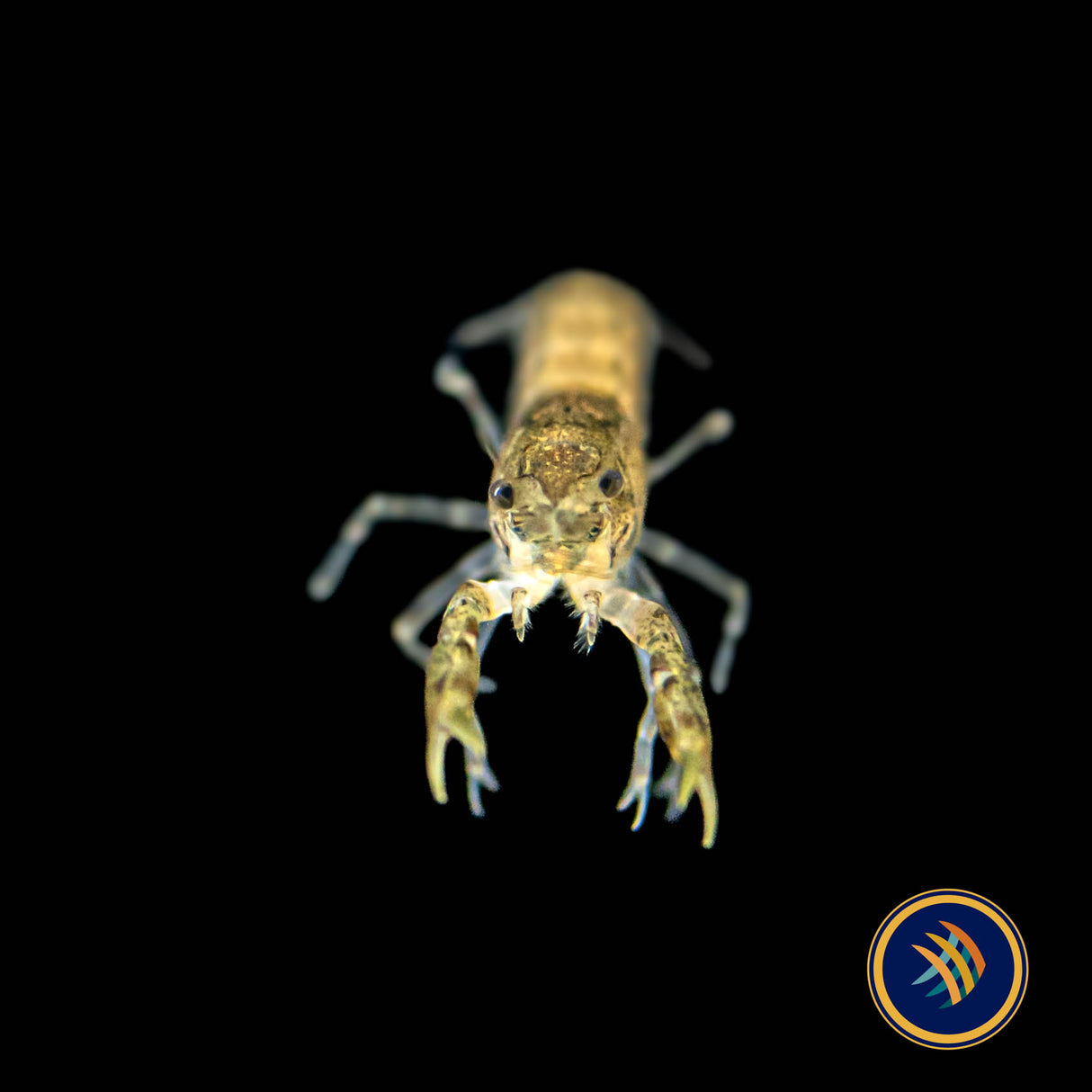 Blue Mexican Dwarf Crayfish | Snails Shrimp Crayfish Crabs | Largest Tropical Fish Selection at Your Local Fish Store