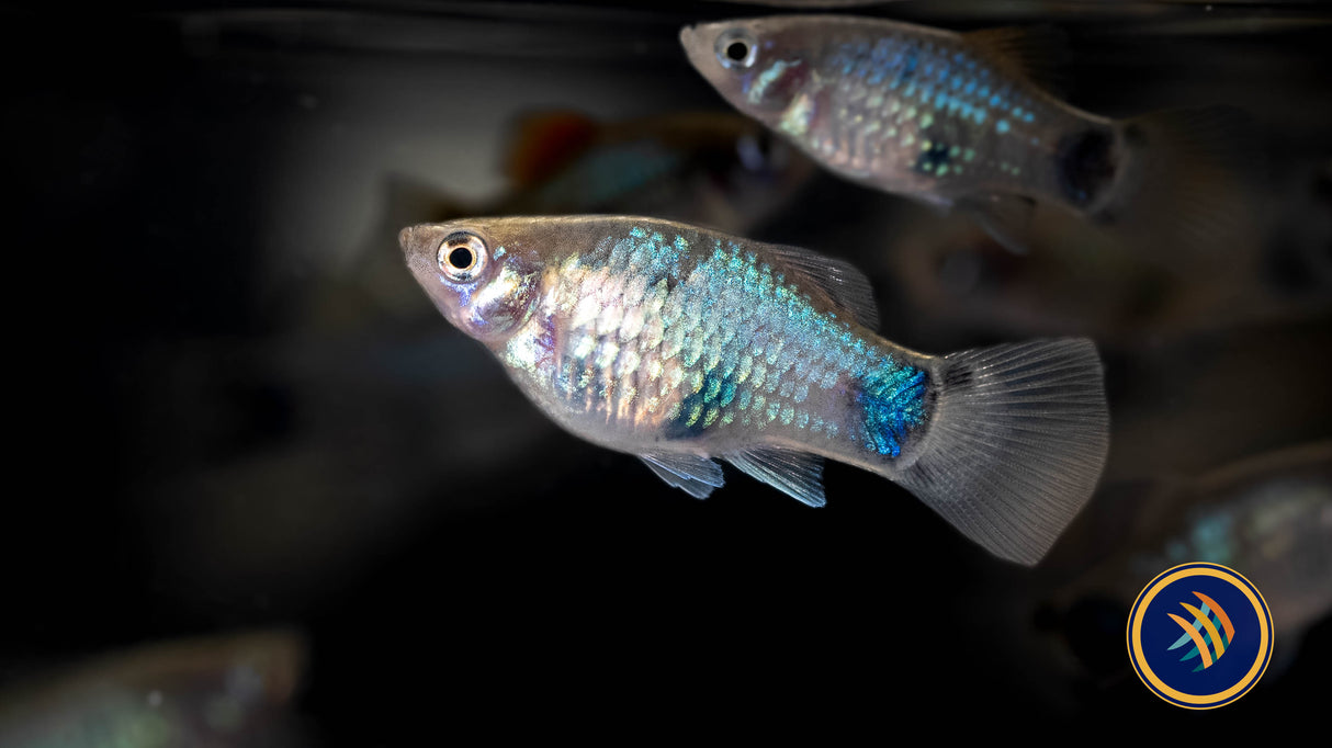 Blue Mickey Mouse Platy 4cm | Livebearers | Largest Tropical Fish Selection at Your Local Fish Store
