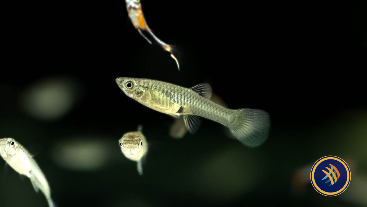 Blue Star Endler Pair (locally bred) | Livebearers | Largest Tropical Fish Selection at Your Local Fish Store