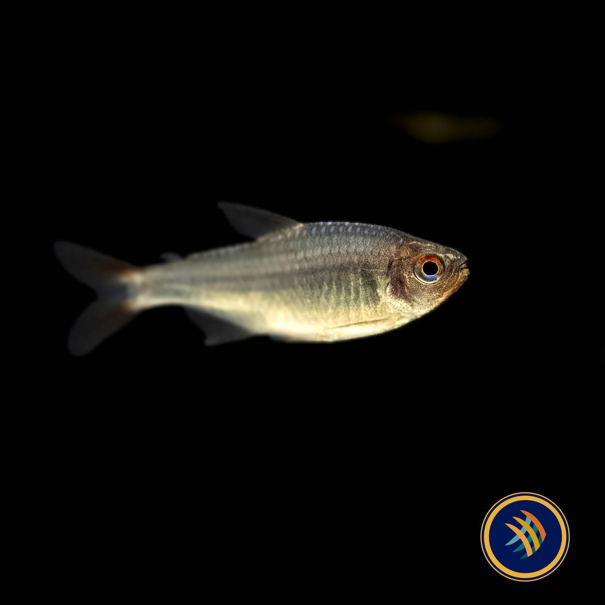 Blueberry Tetra (Hyphessobrycon Wadai) 2.5cm | Tetras Rasboras & Pencilfish | Largest Tropical Fish Selection at Your Local Fish Store