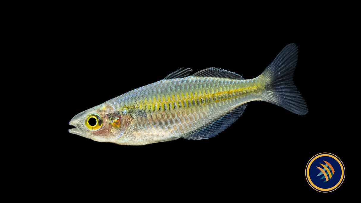 Boesemani Rainbow (Melanotaenia boesemani) | Rainbowfish Killifish & Danios | Largest Tropical Fish Selection at Your Local Fish Store