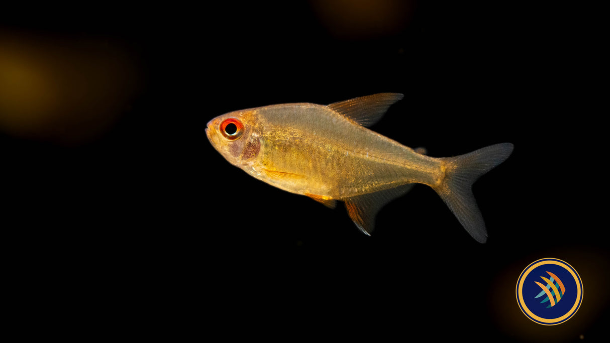 Bolivian Orange Lemon Tetra (Hyphessobrycon cf. pulchripinnis "Orange") Large Aquarium Glaser | Tetras Rasboras & Pencilfish | Largest Tropical Fish Selection at Your Local Fish Store