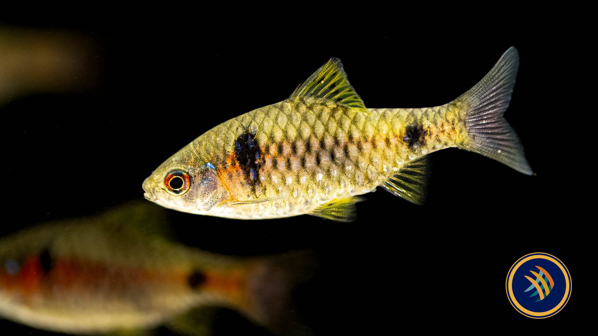 Burmese Odessa Barb (Pethia padamya) 3cm | Goldfish Barbs & Minnows | Largest Tropical Fish Selection at Your Local Fish Store