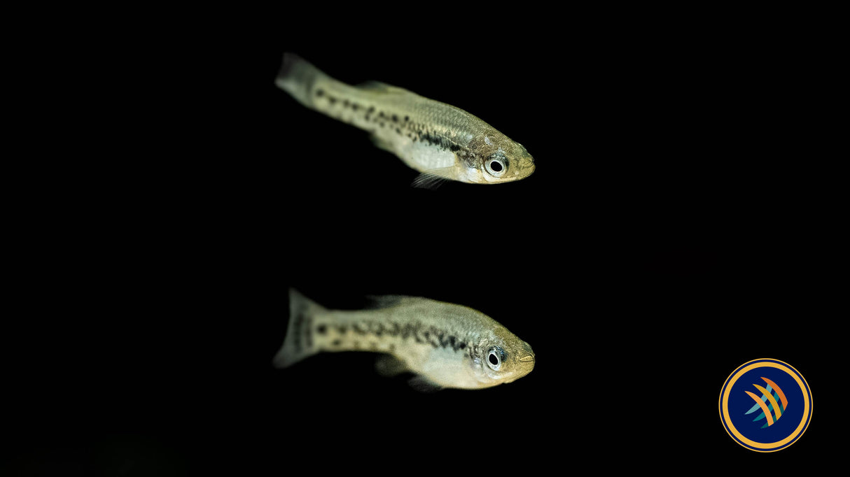 Butterfly Splitfin Goodied (Ameca splendens) | Livebearers | Largest Tropical Fish Selection at Your Local Fish Store