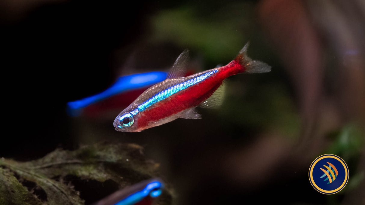 Cardinal Tetra (Paracheirodon axelrodi) | Tetras Rasboras & Pencilfish | Largest Tropical Fish Selection at Your Local Fish Store