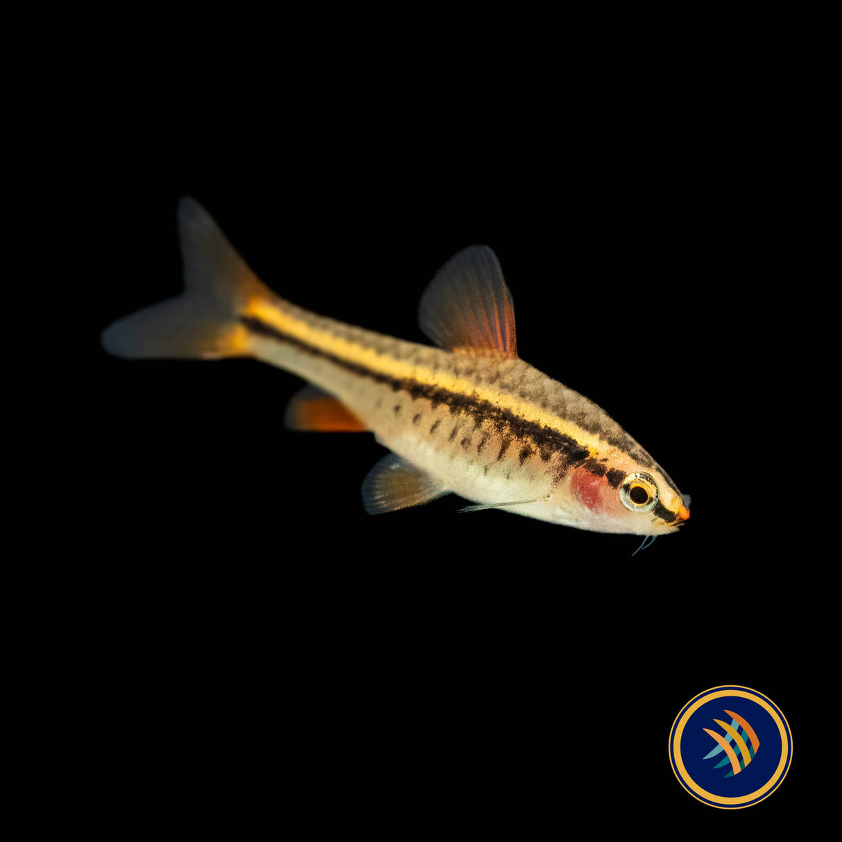 Cherry Barb | Goldfish Barbs & Minnows | Largest Tropical Fish Selection at Your Local Fish Store