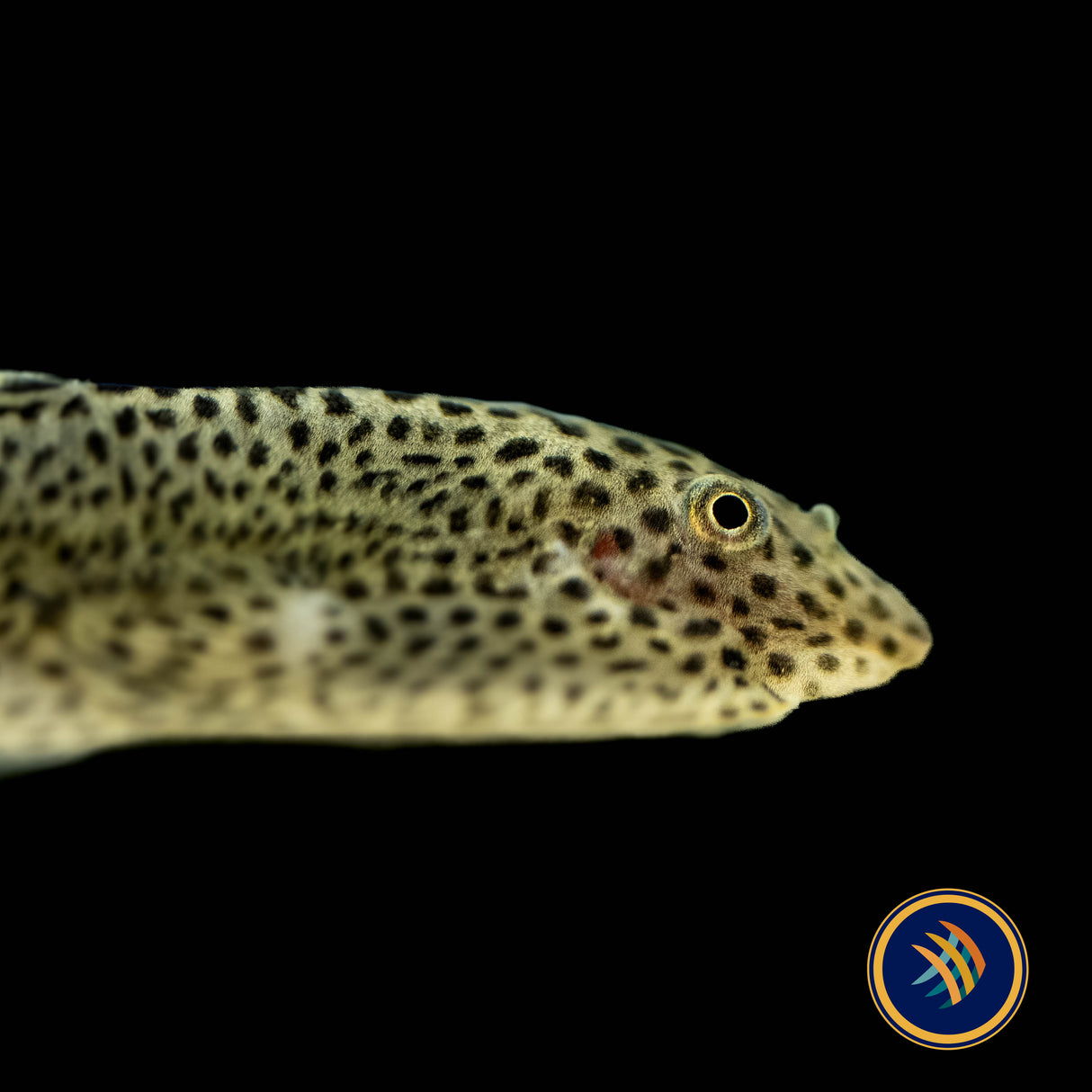 Chinese Hillstream Loach / Butterfly Loach,(Beaufortia kweichowensis) Aquarium Glaser Large /XL | Other Livestock | Largest Tropical Fish Selection at Your Local Fish Store