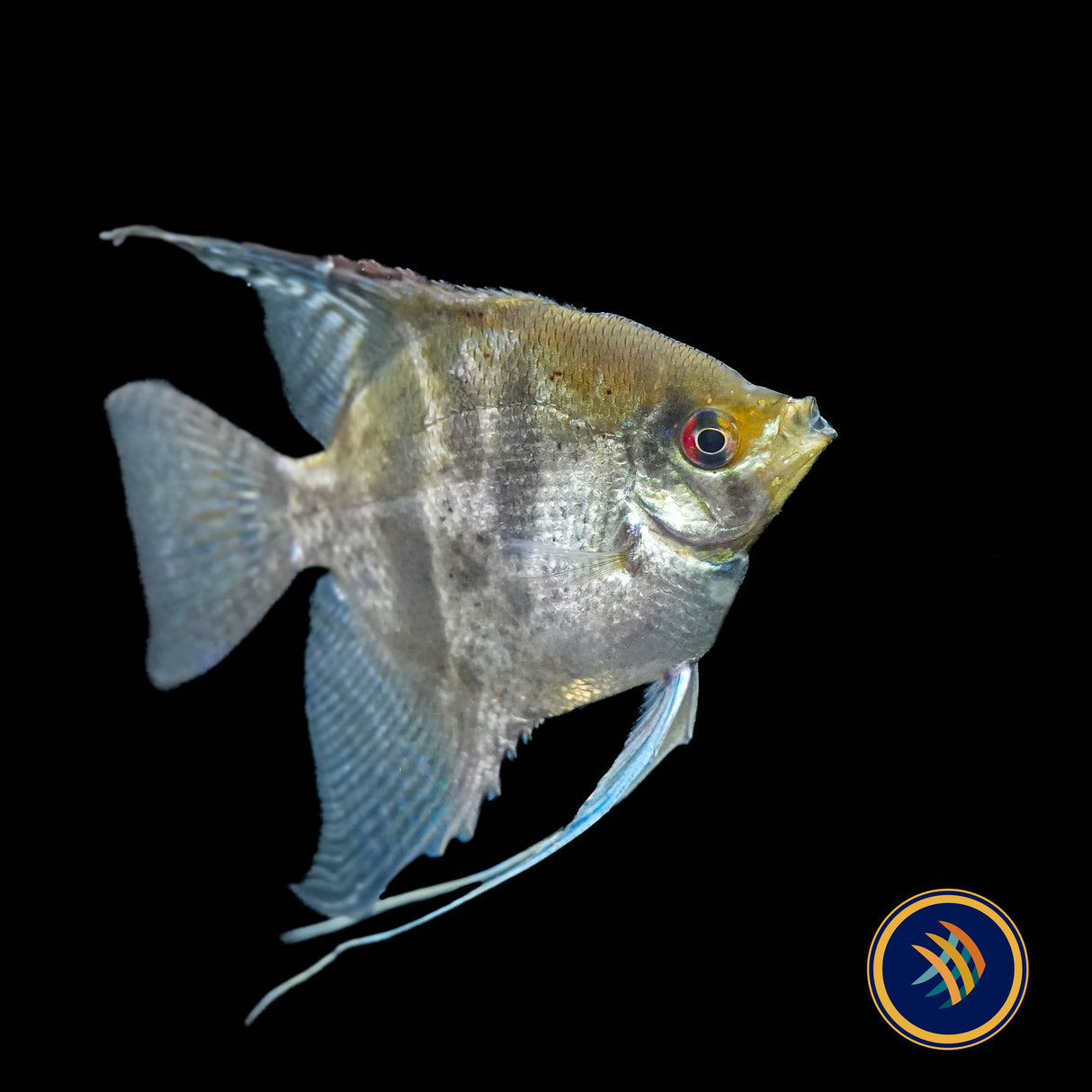 Clown Angelfish (Pterophyllum scalare “Clown”) 4cm body