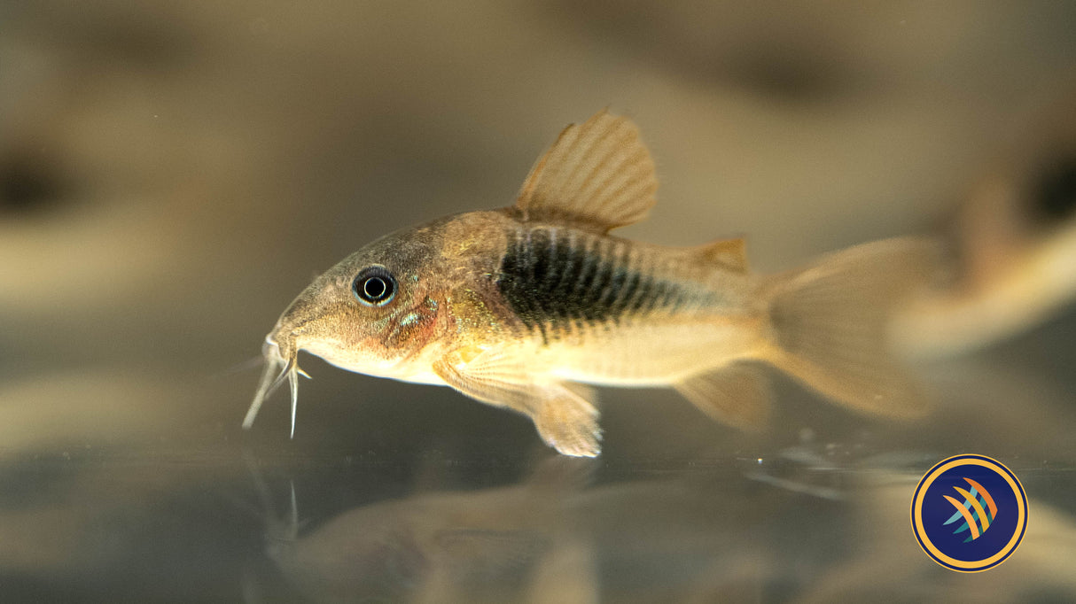 Bronze Corydoras (Corydoras aeneus) 4cm | Catfish Loaches & Plecos | Largest Tropical Fish Selection at Your Local Fish Store